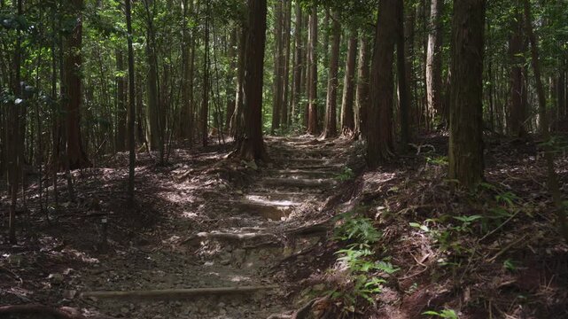 Forest trail on the Kumano Kodo Nakahechi route from Mt. Meshimori to Takahara, Tanabe, Wakayama, Japan　熊野古道 中辺路「飯盛山(めしもりやま)から高原へ」和歌山県田辺市