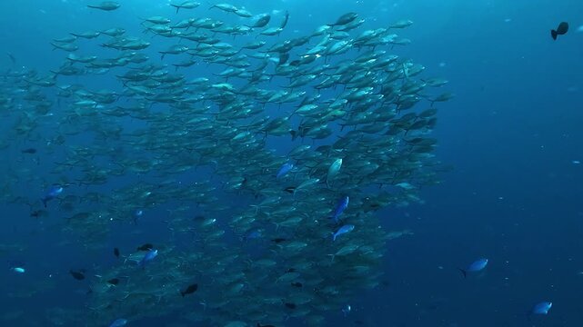 A large school of trevallies, Carangidae, swims in coordinated formation against the deep blue tropical ocean in Raja Ampat, Indonesia.
