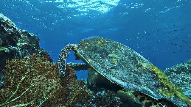 A hawksbill sea turtle, Eretmochelys imbricata, leaves the coral reef and swims toward the surface to breathe, showing its hooked beak and serrated shell.