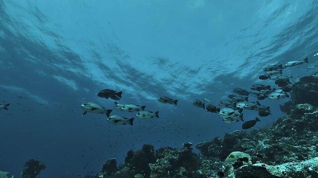 A school of black snappers, Macolor niger, swims above a reef drop-off beneath the bright ocean surface in Raja Ampat, Indonesia.