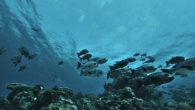 A school of black snappers, Macolor niger, swims above a coral reef in Raja Ampat, framed by clear blue water and the bright surface.