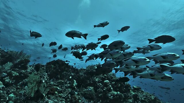 A school of black snappers, Macolor niger, passes above a coral reef in Raja Ampat, their pale bodies contrasting with the blue surface light.