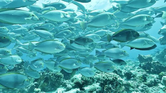 The camera enters a dense school of surgeonfish, Acanthuridae, swimming closely together above a coral reef in Raja Ampat, Indonesia.