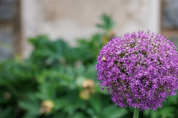 Obraz premium A honey bee collecting nectar on a blooming vibrant purple allium flower in a garden with copy space
