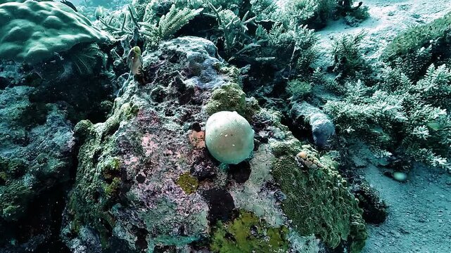 Valonia ventricosa, known as bubble algae or sailor&rsquo;s eyeball, forms a large single cell filled with seawater and nutrients on a Raja Ampat reef.