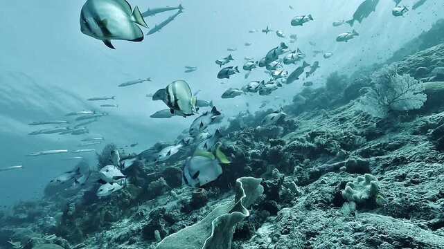 Batfish, Platax sp., descend along a coral reef slope accompanied by black snappers, Macolor niger, in the clear waters of Raja Ampat.
