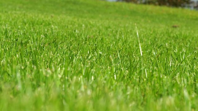 CLOSE UP, DOF, LOW ANGLE VIEW: Freshly cut vibrant green lawn in warm sunlight. Detailed view of dense texture, healthy and carefully manicured lawn with trimmed blades in country garden in fall.