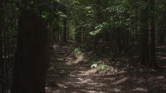Forest trail on the Kumano Kodo Nakahechi route from Mt. Meshimori to Takahara, Tanabe, Wakayama, Japan　熊野古道 中辺路「飯盛山(めしもりやま)から高原へ」和歌山県田辺市