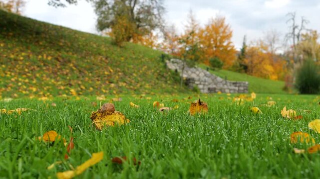 CLOSE UP, DOF, LOW ANGLE: Wet green lawn covered with yellow and orange fallen leaves beneath a colorful autumn hillside. Raindrops sparkle across trimmed grass as vibrant trees glow in the background