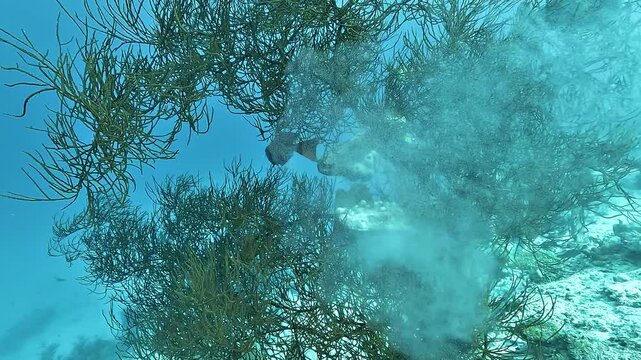 A winged pearl oyster, Pteria penguin, attached to bushy black coral, Antipathes sp., releases gametes into the water during spawning in Raja Ampat.