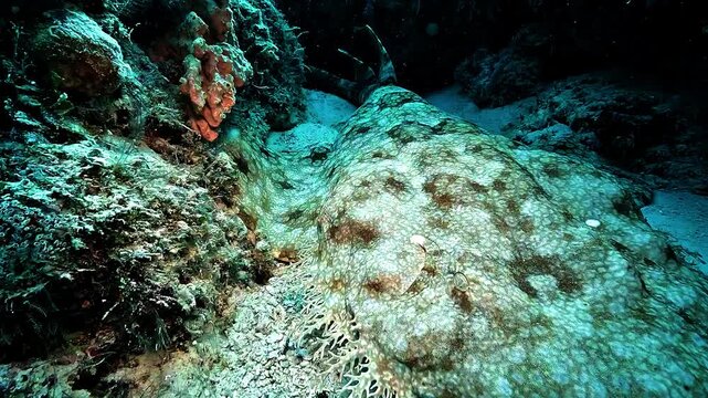 Slow camera approach toward a resting wobbegong shark, Orectolobidae, revealing its intricate camouflage pattern on the coral reef in Raja Ampat.