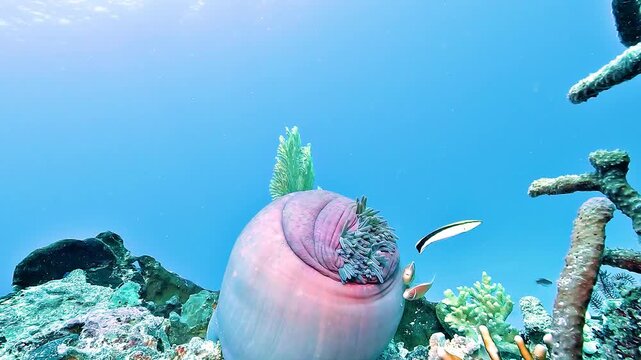 A magnificent sea anemone, Heteractis magnifica, remains tightly contracted with clownfish nearby, a posture linked to stress or digestion after feeding.