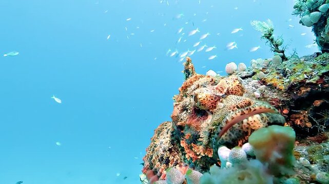 Extreme frontal close-up of a tasseled scorpionfish, Scorpaenopsis oxycephala, until contact makes it move, revealing its venomous dorsal spines.