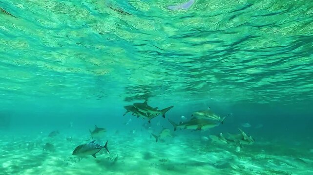 A group of blacktip reef sharks, Carcharhinus melanopterus, becomes agitated and competes after feeding, illustrating behavioral changes linked to shark feeding.