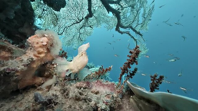 Small fish swim carelessly in front of a white leaf scorpionfish, Taenianotus triacanthus, which remains almost invisible and ready to swallow prey that comes too close.