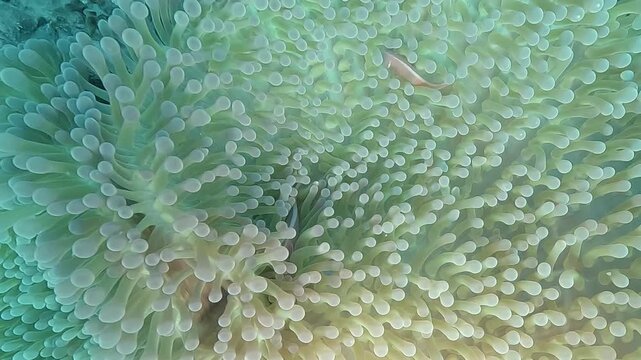 Close-up of two skunk clownfish, Amphiprion akallopisos, nervously hiding among the pale tentacles of their host sea anemone in Raja Ampat.