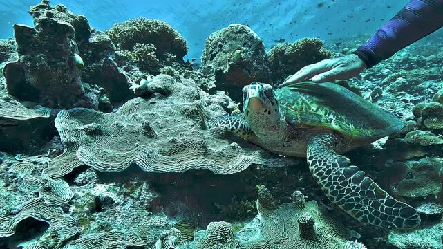 A diver gently strokes a wild hawksbill sea turtle, Eretmochelys imbricata, a controversial wildlife interaction although the turtle appears calm and tolerant.