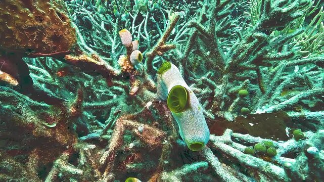 A single green barrel sea squirt, a solitary ascidian tunicate, grows on a coral reef in Raja Ampat, filtering seawater through its siphons.