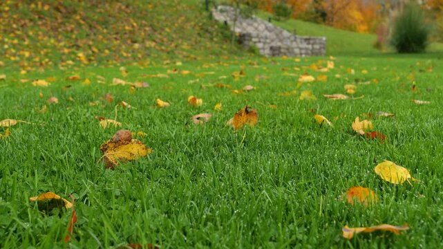 CLOSE UP, DOF: Yellow and orange leaves lie scattered across wet green lawn after rain an autumn garden. Sparkling droplets and rich seasonal texture, with a grassy hillside and vibrant forest trees.