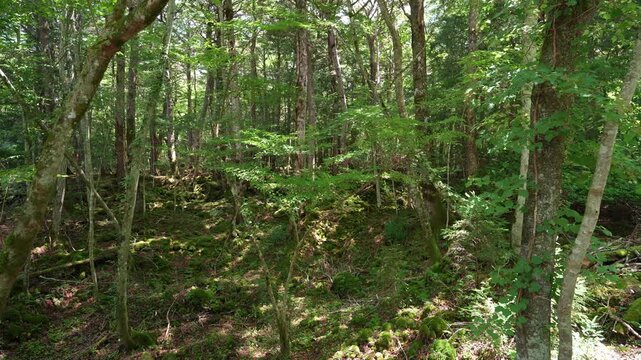 富士山麓の青木ヶ原樹海