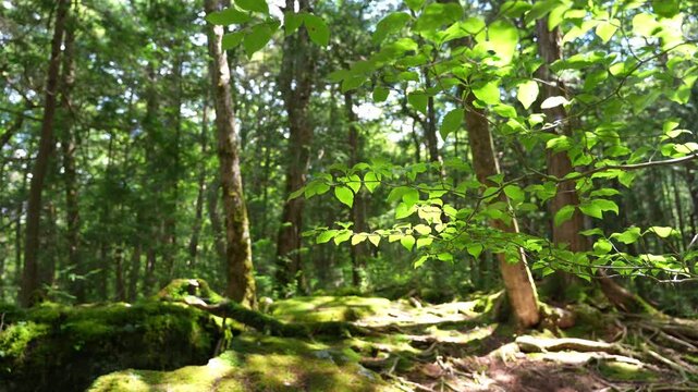 富士山麓の青木ヶ原樹海