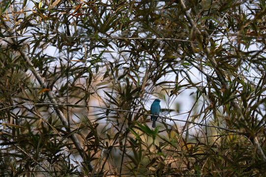 A small, bright turquoise blue Verditer Flycatcher perched on a slender tree branch against lot of tree leaves, blue sky and green foliage background. It scanning for insects in a tropical forest cano