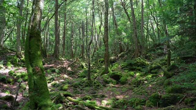 富士山麓の青木ヶ原樹海