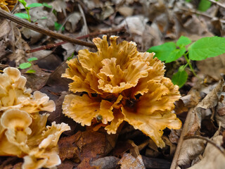 mushrooms on a tree © Dilu