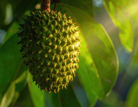 Close up of ripening soursop fruit on tree branch.