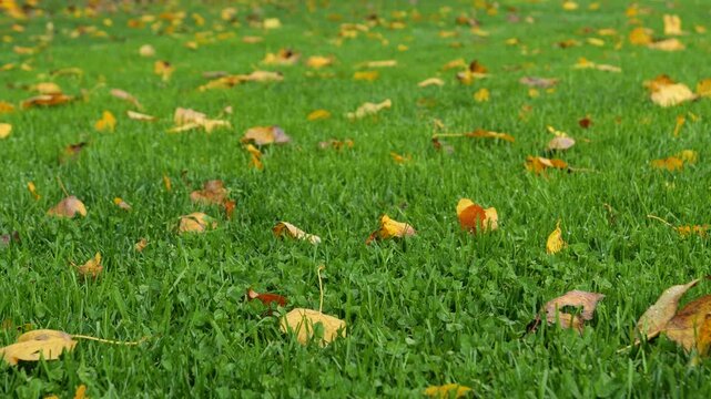 CLOSE UP, DOF: Vibrant yellow and orange fallen leaves rest among fresh green grass and clover after autumn rainfall. Colourful seasonal background in a landscaped country garden on rainy October day.