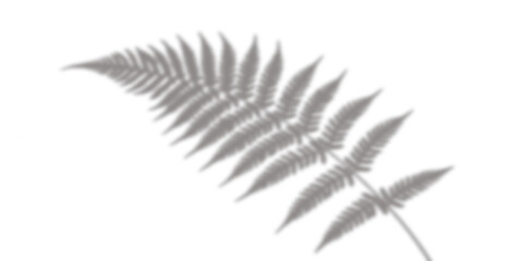 Single grey fern leaf shadow cast with organic details showing artistic silhouette © Akib