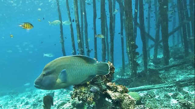 A Napoleon wrasse, Cheilinus undulatus, swims beneath a wooden jetty in Raja Ampat, surrounded by shallow reef fish and filtered surface light.