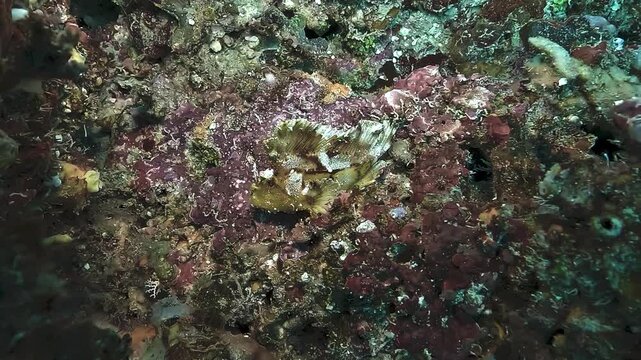 Overhead close-up of a nearly invisible paperfish using mimicry and cryptic coloration, its presence revealed only by a small movement.