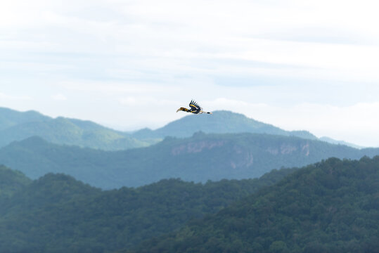 Majestic hornbill bird flying over layers of green mountains and tropical forest, real photography, not AI generated.