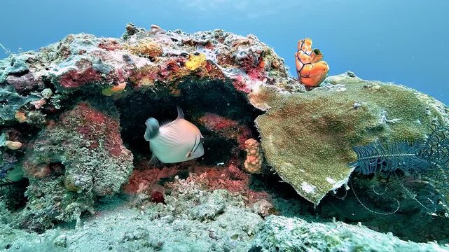A boomerang triggerfish, Sufflamen bursa, rests in a reef crevice beside a golden sea squirt, Polycarpa aurata, creating a calm underwater scene in Raja Ampat.