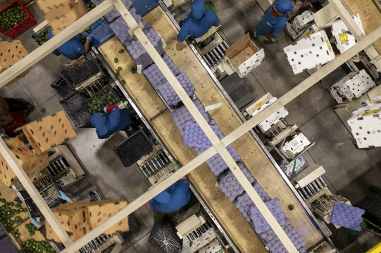 Aerial view of workers processing avocados on a conveyor belt system inside a busy packing house in Tancitaro, Michoacan, Mexico.
