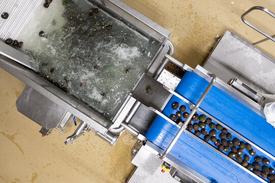 Aerial view of an avocado packing house with fresh avocados moving along a blue conveyor belt and being washed in a water tank in Uruapan, Michoacan, Mexico.