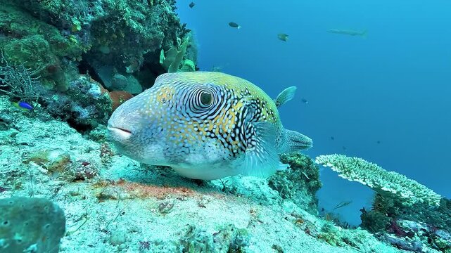 A map pufferfish, Arothron mappa, faces the camera on a sandy reef. Its skin and organs contain potent tetrodotoxin, and it can inflate when threatened.
