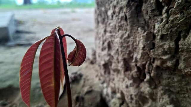 Young Mango Sprout With Red Leaves Near Tree Trunk