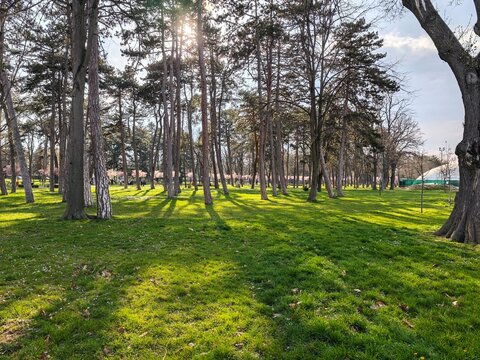 Sunlit Pine Forest Casting Long Afternoon Shadows