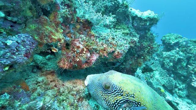 A map pufferfish, Arothron mappa, bites a piece of coral and spits it out on a Raja Ampat reef. Its skin and organs contain potent tetrodotoxin.