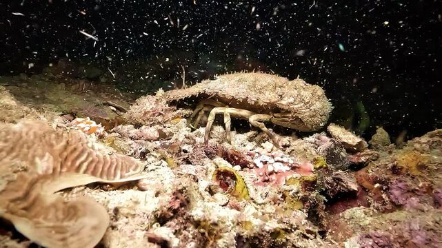 A sculptured slipper lobster Parribacus antarcticus moves across the reef at night, a nocturnal benthic crustacean that hunts small mollusks and worms.