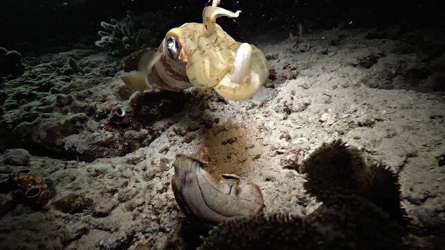 A nervous cuttlefish approaches and touches the camera with its tentacles before quickly swimming away during a night dive in Raja Ampat.