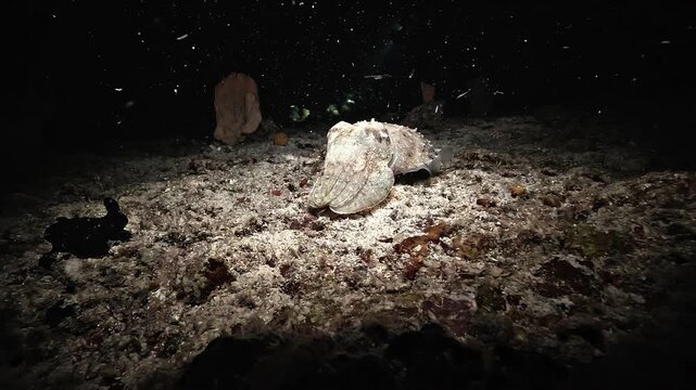 A male cuttlefish moves slowly over the seabed toward a partially visible female during a night dive in Raja Ampat.