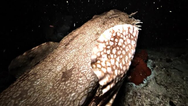 A wobbegong carpet shark leaves the seabed and swims over the reef by undulating its body before settling farther away during a night dive in Raja Ampat.