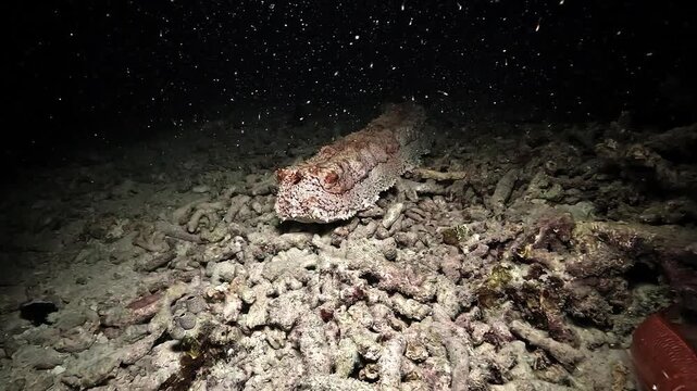 Night close-up of a sea cucumber showing its pulsating cloacal opening, used to pump water for respiration through its internal respiratory trees.
