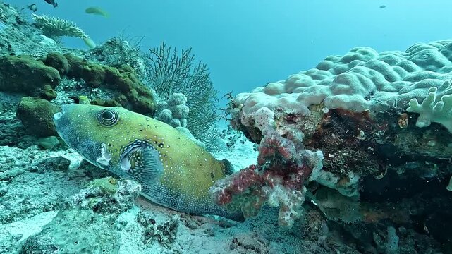 A blue-spotted puffer Arothron caeruleopunctatus looks around near the reef before suddenly swimming away, filmed underwater in Raja Ampat.