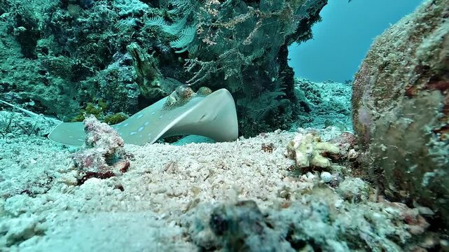 A blue-spotted stingray rests beneath a coral overhang before being startled and suddenly swimming away, filmed on a reef in Raja Ampat.