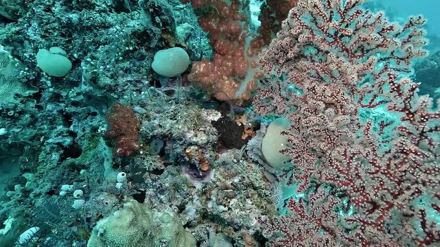 Valonia ventricosa, or bubble algae and sailor&rsquo;s eyeball, is a giant single-celled alga filled with seawater and nutrients, filmed on a Raja Ampat reef.