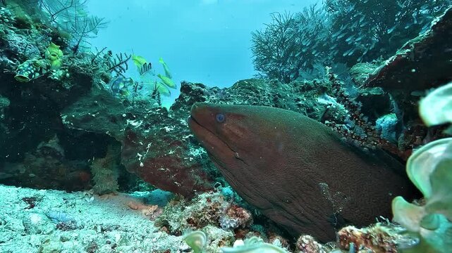 A giant moray eel Gymnothorax javanicus rests among corals on a Raja Ampat reef, exposing its massive head while watching the surrounding fish.